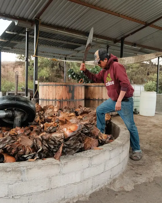 Un joven levanta un machete sobre la tina del molino llena de agave cocido; detrás, las tinas de madera bajo el techo de lámina.