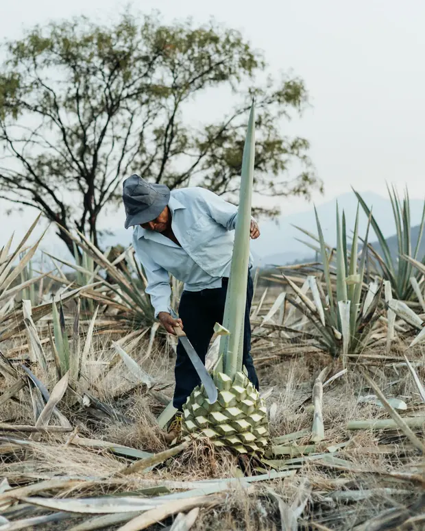 Un hombre con sombrero corta a machete las pencas de un agave en el campo; la piña ya recortada queda a sus pies.
