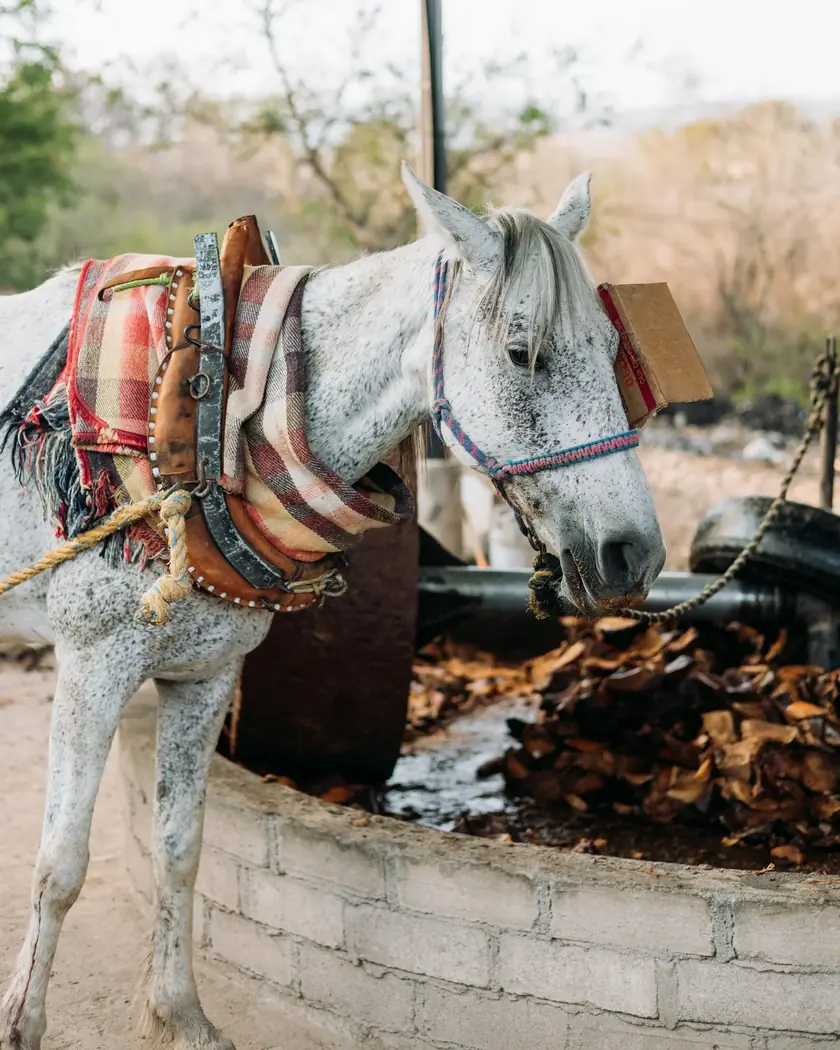 Un caballo blanco con arreos y jerga de colores, junto a la tina circular del molino llena de agave molido.