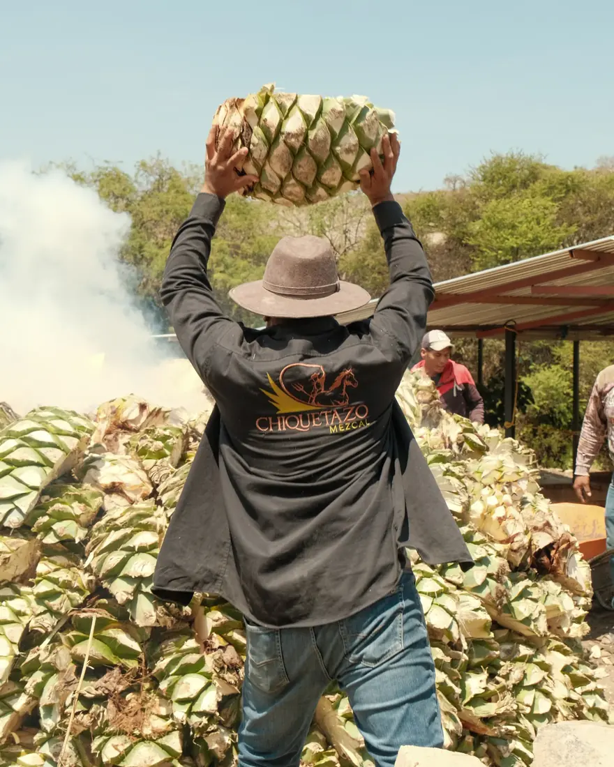 A worker seen from behind, in a long-sleeved Chiquetazo Mezcal shirt, lifting an agave piña above his head among piles of piñas.